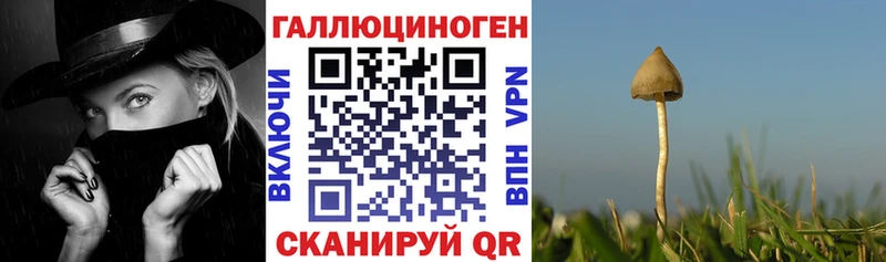 Псилоцибиновые грибы GOLDEN TEACHER  Кисловодск 